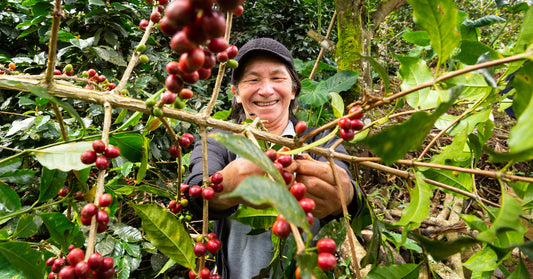 A member of Miraflores, a Fair Trade Certified coffee cooperative, picks ripe red coffee cherries.