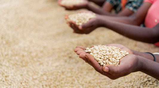 What you can do to help the future of coffee production