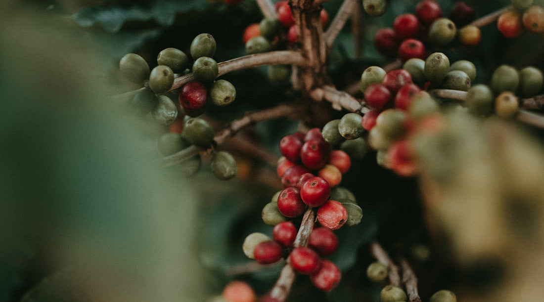 Red coffee cherries on the branches of a coffee tree.