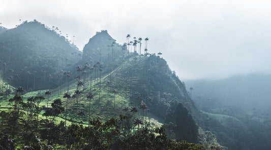 Stunning Cocoa Valley in Colombia.