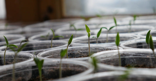 How to turn single-serve coffee pods into plant seed starters