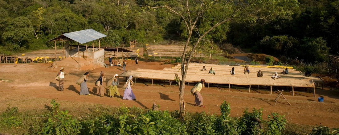 A Fair Trade coffee farm in Ethiopia featuring women carrying coffee cherries. Image Provided by Falcon Coffees.