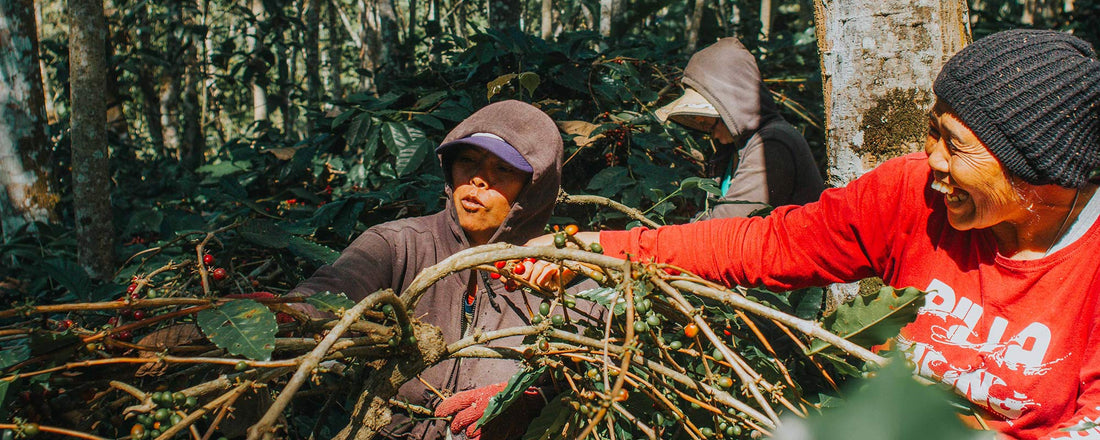 An image of two female farmers working on a Fair Trade coffee farm.