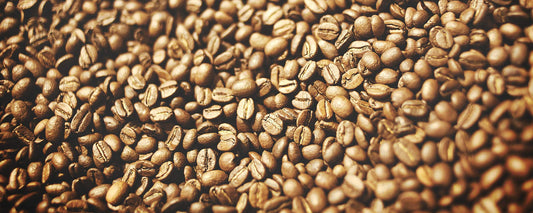 Robusta coffee beans.