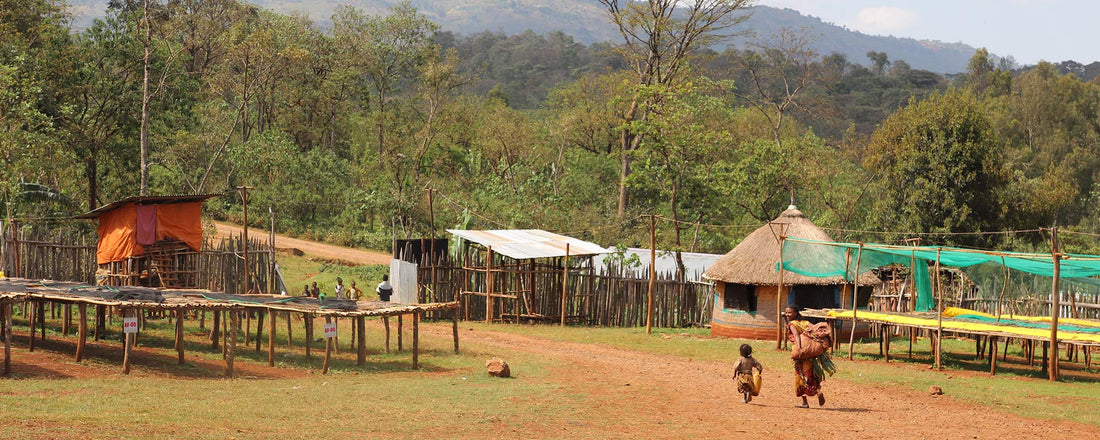 A coffee farm located in Yirgacheffe, Ethiopia. 