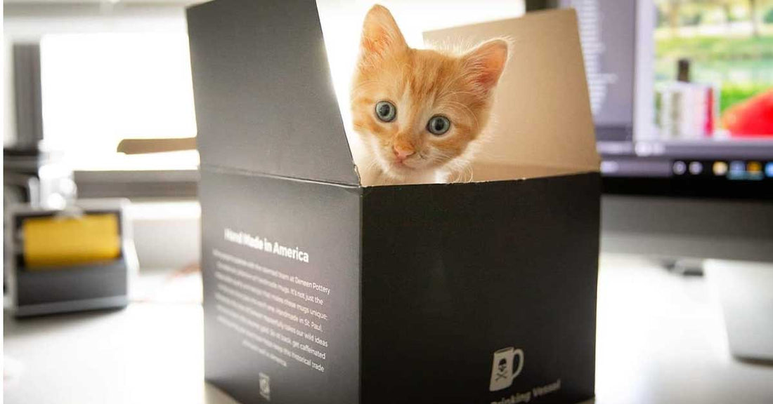 Tabby kitten inside of a Death Wish Coffee box