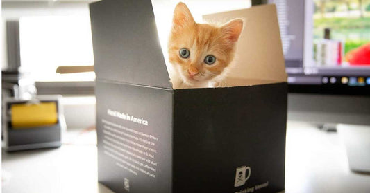 Tabby kitten inside of a Death Wish Coffee box