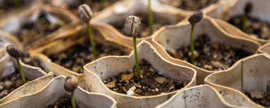 An image of coffee plant seedlings.