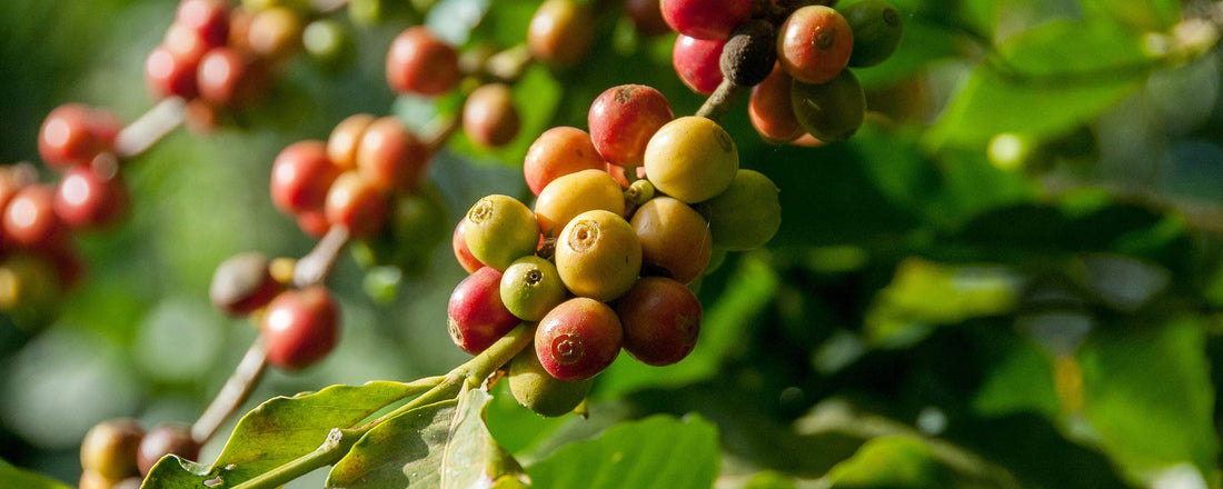 What are the Health Benefits of Coffee?