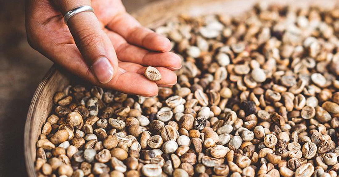 Mycotoxins in coffee: What are they, and will they harm you?