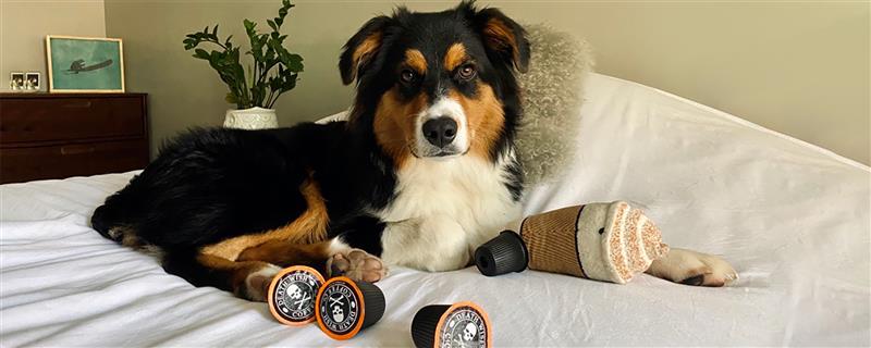 A tri-color australian shepherd laying on a white bed with Death Wish Coffee k-cups and a coffee dog toy scattered in front of him.