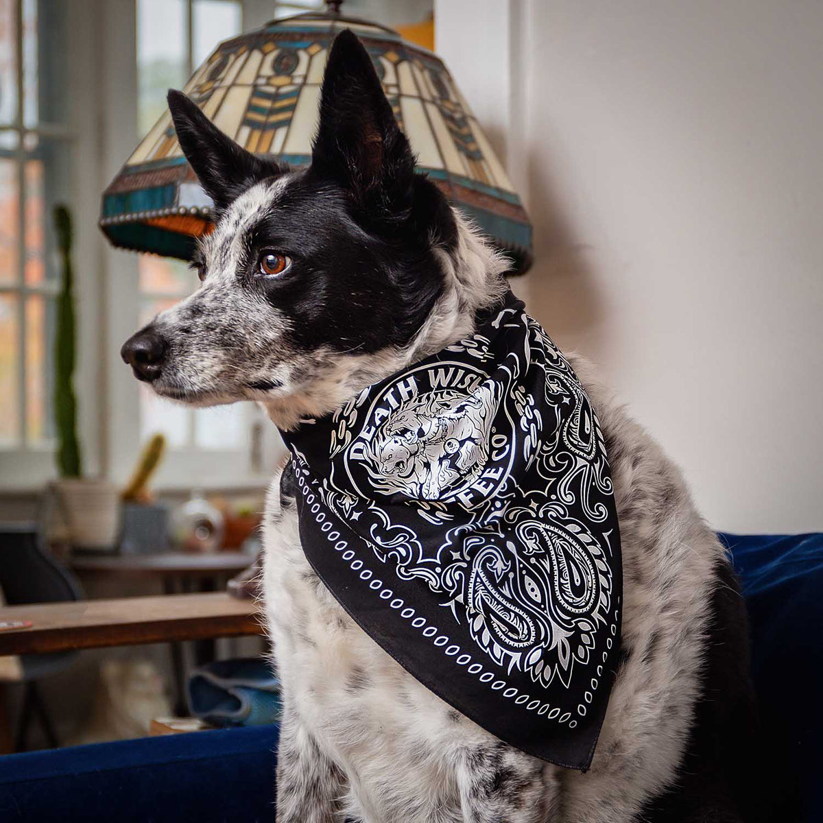 A dog wearing the Death Wish Coffee Hell Hound Pet Bandana.