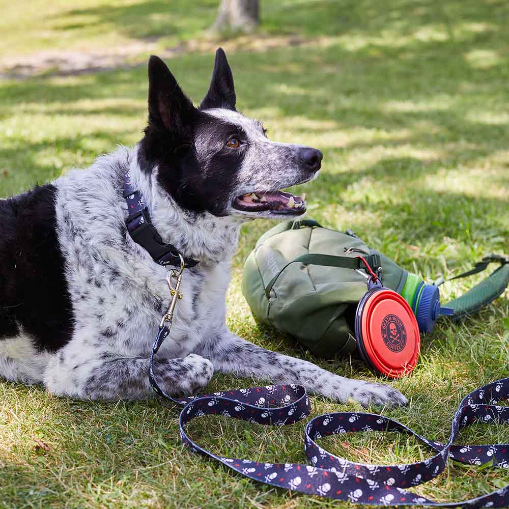 Wish dog stuff outlet