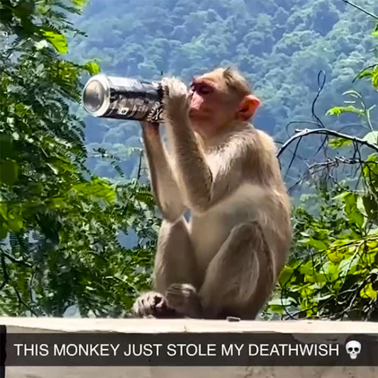 Monkey drinking Death Wish Coffee Canned Latte.